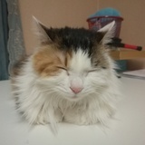 大拇脚趾