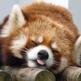 Lop