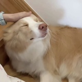 吃葡萄不吐皮