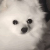 积木熊
