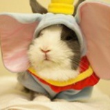 BUNNY