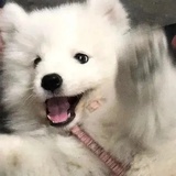 再来一个后空翻