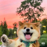 寻找一只小狗🐶