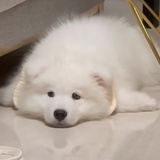 哈特痛痛