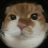 TOIL_TATA