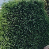 小猫野野