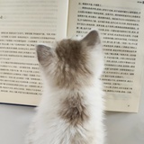头像是我的猫