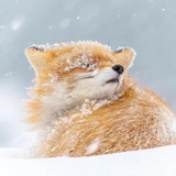 红狐狸🦊