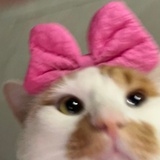 孔令辉（毛毛版