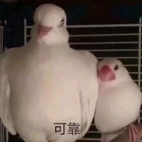 乔青羽翻炒中