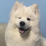 无风格小鬼