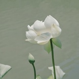 一见