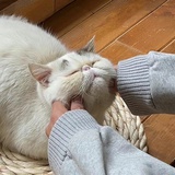 想吃提拉米苏