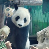大熊猫喜乐