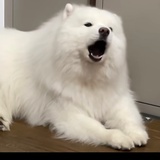 乌拉不吃饭