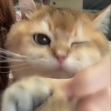团团