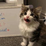 人形小猫天使心