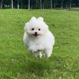 Kompeito