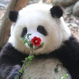芝麻酱配香菜