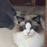 我在马桶上吃梅
