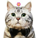 爱猫的叶子妈