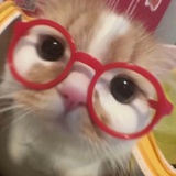 梧桐树下