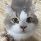 特蕾西