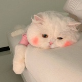 豆友666