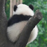 莉莉
