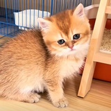 恐丑