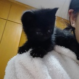 猫肥家润