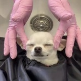 荔枝果冻