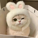 第九条尾羽