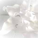 冷芳斋