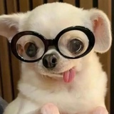吱吱西兰花