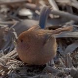 虓樾