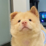 林檎