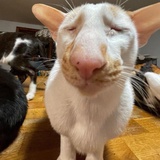 duktiatuob