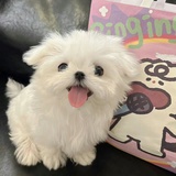 吃冰