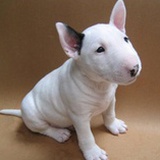 斗牛犬