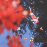 李鲤鲤