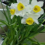 花千树