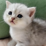 吃瓜的mm
