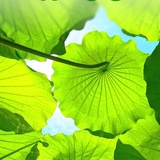 夏日的风光