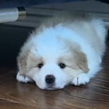 汪汪按钮