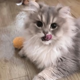 恁蝶