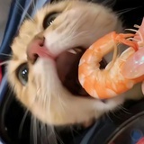 芭啦啦