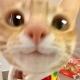 藏青盐咸奶绿