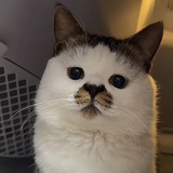 买股小能手