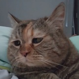 大脑袋驴驴